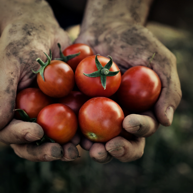 Imagen-destacada-industrias-orbis-agricultura